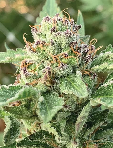 indica flower turned on|Indica Flowering: Timing For Optimal Buds 